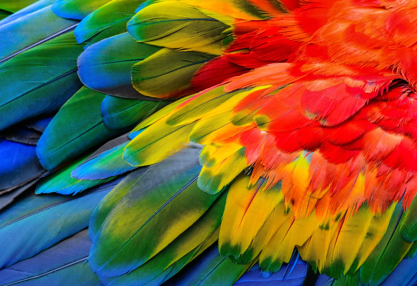 Colourful bird feathers
