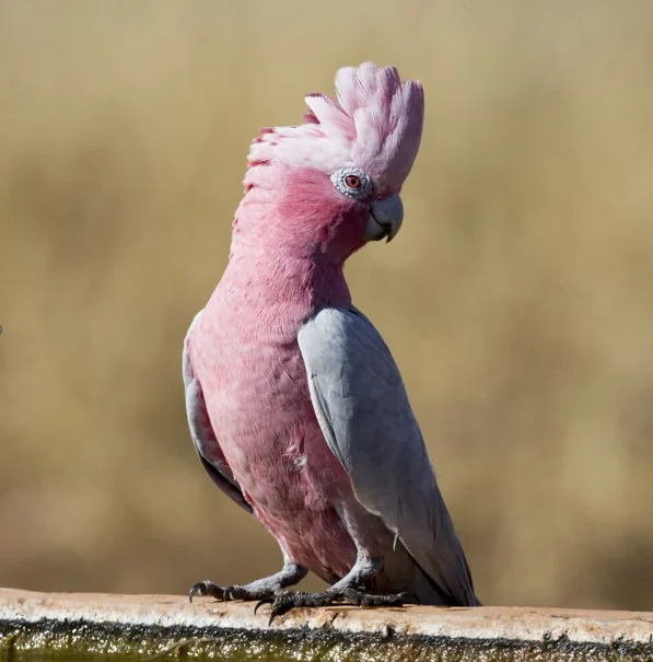 Galah cockatoo