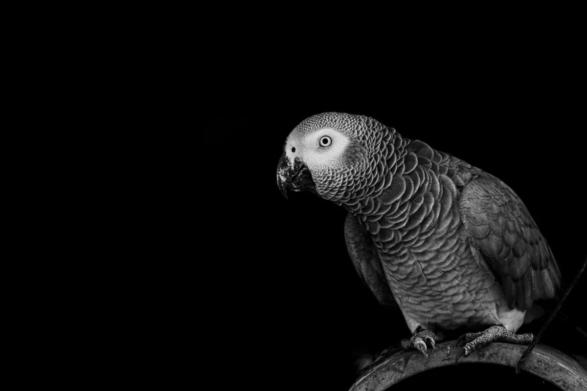 African grey parrot