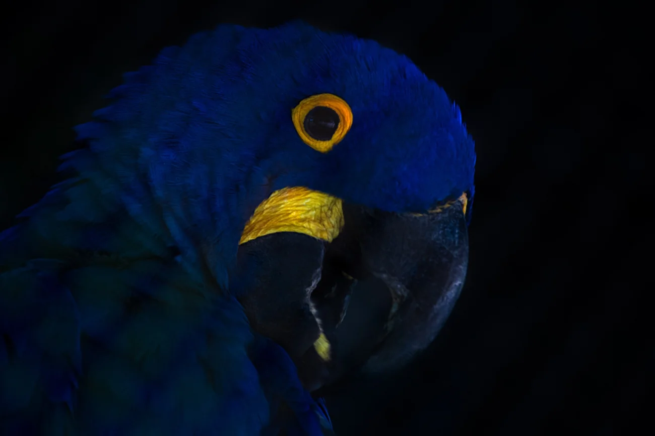 Hyacinth macaw portrait