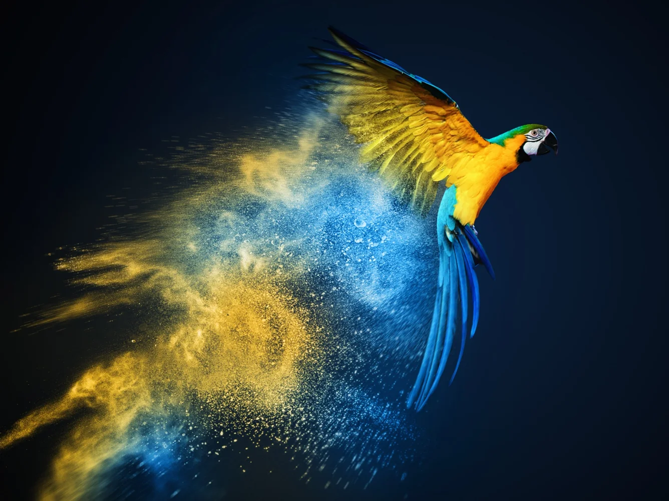 Blue and yellow macaw in dynamic flight